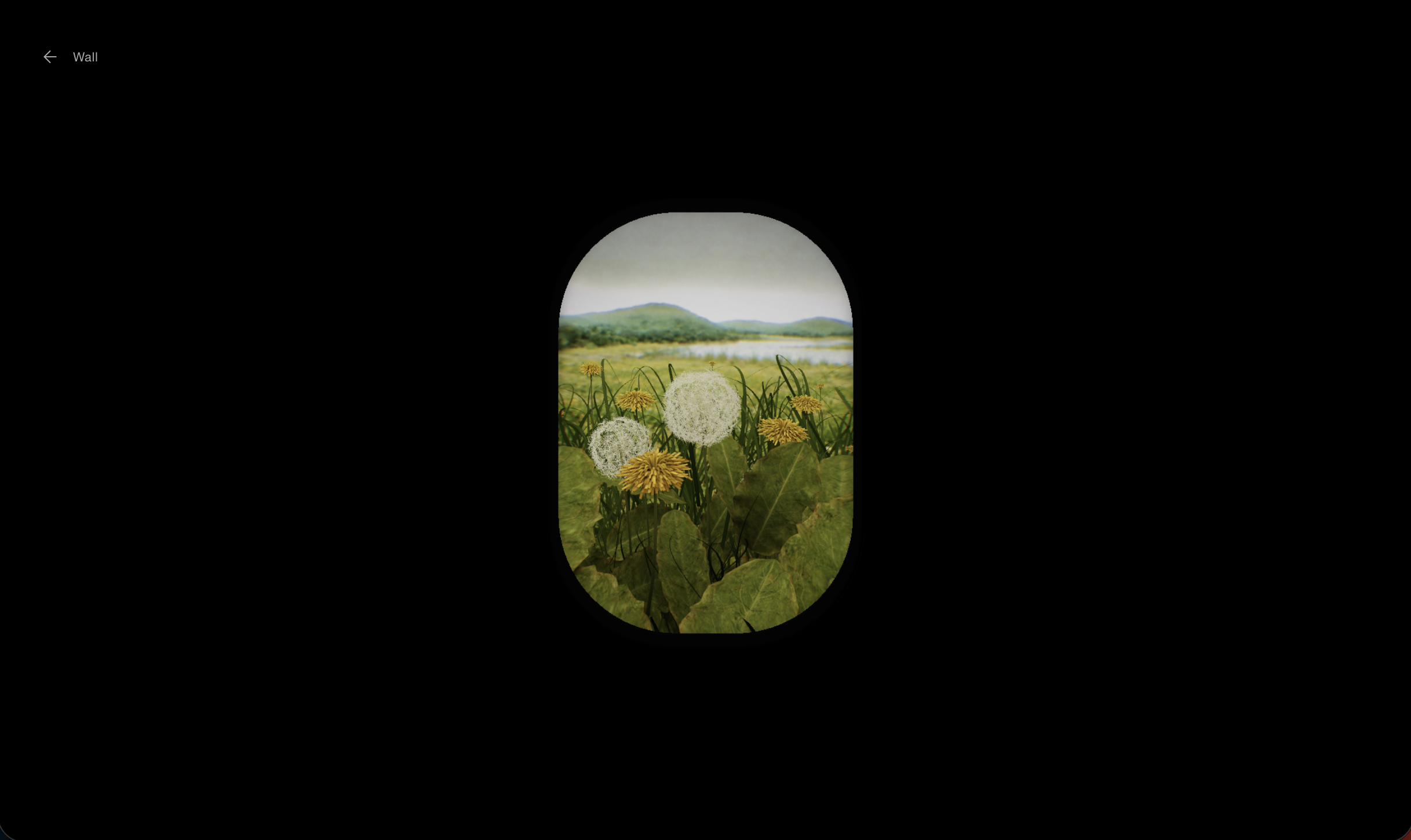 Hole in the Wall — A dandelion meadow viewed through an opening in a black wall